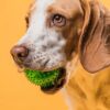 Potato Formula Dry Dog Food