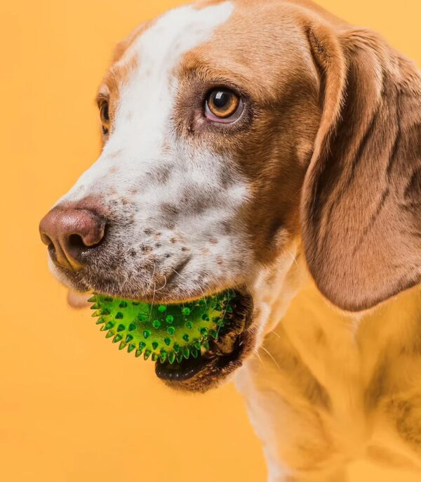 Potato Formula Dry Dog Food