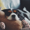 Wellness Natural Puppy Bites