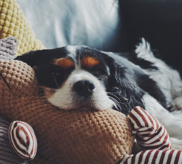 p13-1 Wellness Natural Puppy Bites