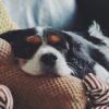 Wellness Natural Puppy Bites