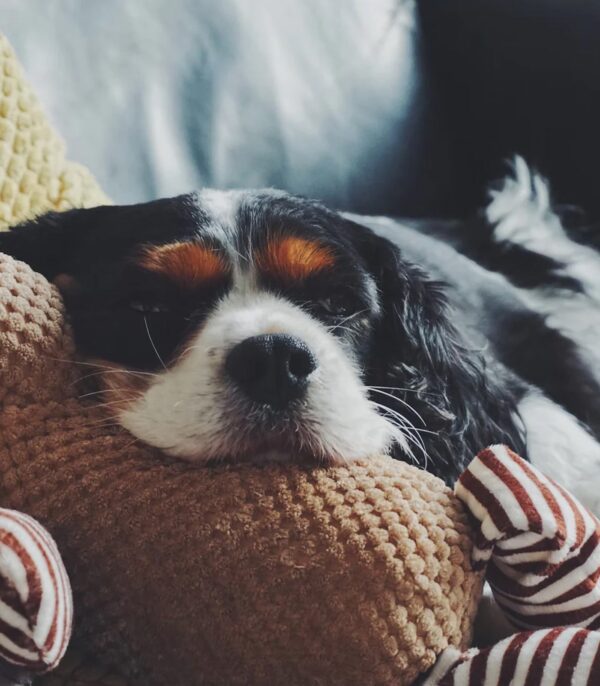 Wellness Natural Puppy Bites