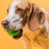 Potato Formula Dry Dog Food