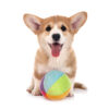 Poochy Colorful Dog Toy