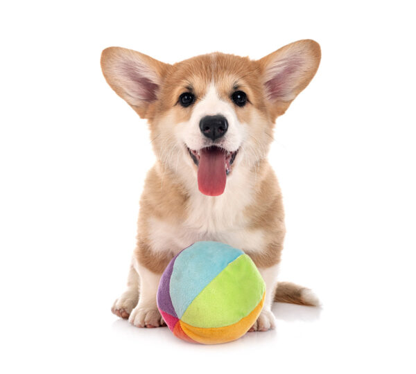 p20-1 Poochy Colorful Dog Toy