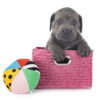 Poochy Colorful Dog Toy