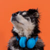 Poochy Colorful Dog Toy