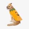 Pumpkin Dog & Cat Costume