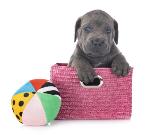 Poochy Colorful Dog Toy