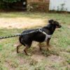 Braided Rope Dog Leash, 5-ft long