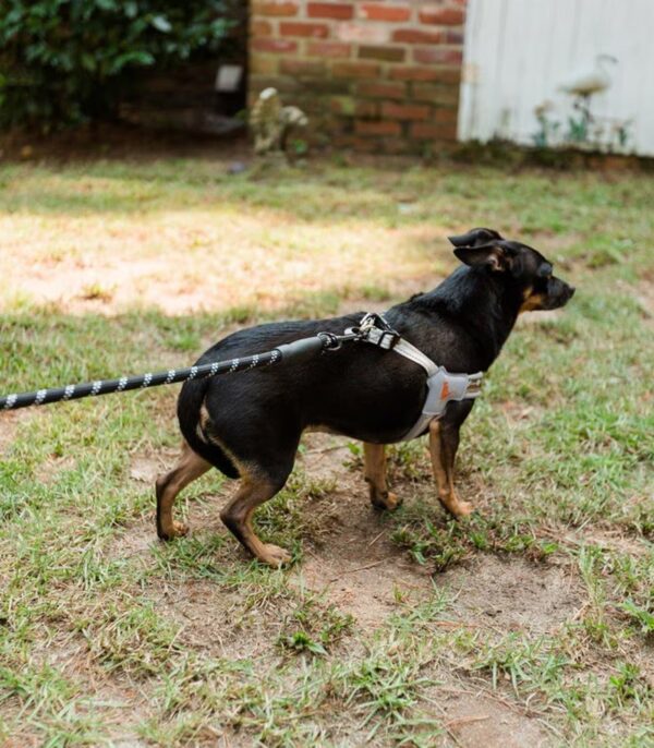 Braided Rope Dog Leash, 5-ft long