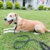 Braided Rope Dog Leash, 5-ft long
