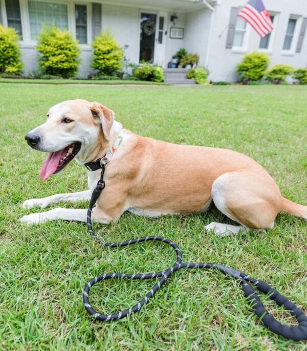 Braided Rope Dog Leash, 5-ft long