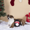 Holiday Crinkle Penguin Dog Toy
